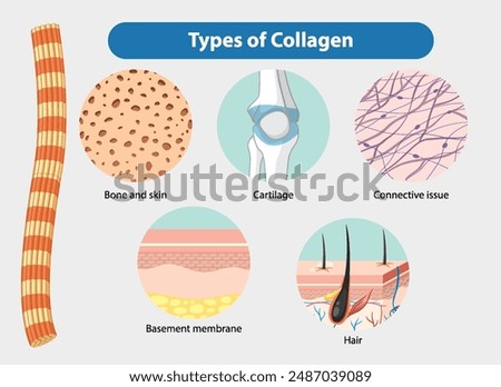 Illustration of collagen types and their locations