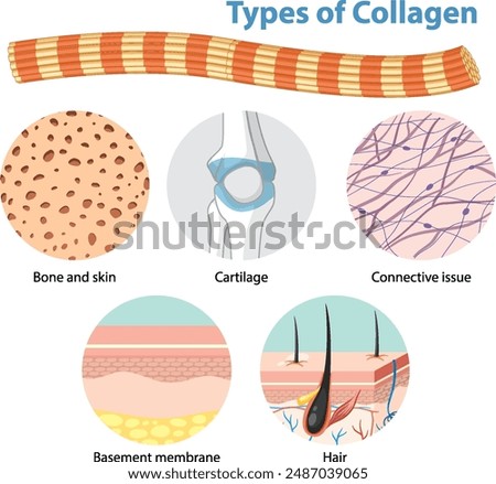 Illustration of collagen types in various tissues