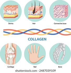 Illustration of collagen in various body parts