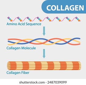 Illustration of collagen's amino acids, molecules, and fibers