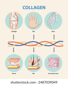 Illustration of collagen's role in body tissues