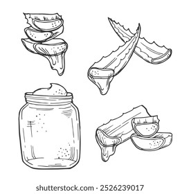 Illustration with collection of aloe vera plant, aloe vera sliced leaves. Hand drawn sketch of plants