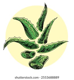 Illustration collection of aloe vera plant, sliced ​​aloe vera leaves. Hand drawn, vector for label and packaging