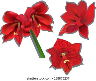 illustration with collection of amaryllises isolated on white background