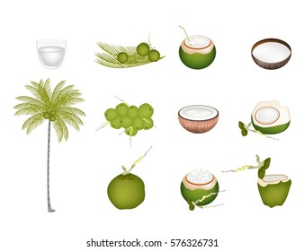 Ilustración Colección de Hermosos Cocoteros Frescos con Palmeras Tropicales y Bebida de Agua de Coco.