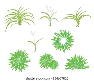 An Illustration Collection of Beautiful Landscaping Tree Symbols and Isometric Treetops of Dracaena Plant or Yucca Tree for Plants for Garden Decoration