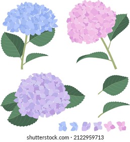 illustration collection of blue, pink and purple hydrangeas