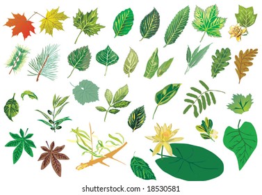 illustration with collection of different foliage