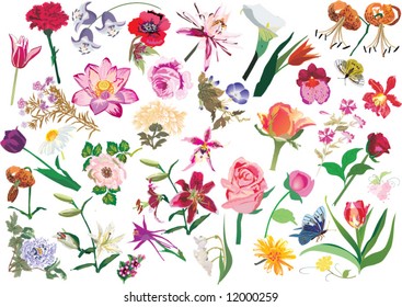 illustration with collection of flowers isolated on white background