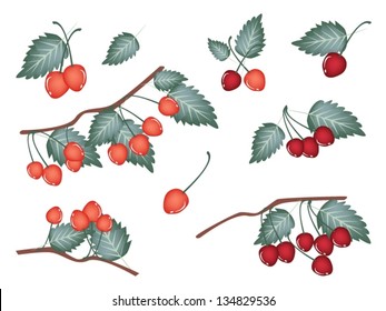 An Illustration Collection of Fresh Red and Sweet Cherries With Stem and Green Leaves Hanging on Tree Branch