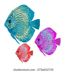 illustration of a collection of a group of Discus fish (genus Symphysodon)