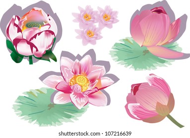 illustration with collection of lotus isolated on white background