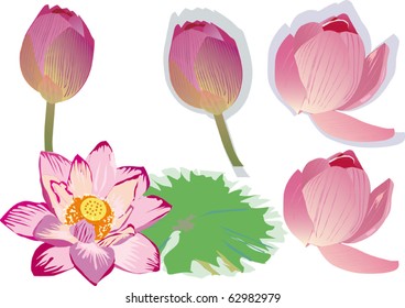 illustration with collection of lotus isolated on white background
