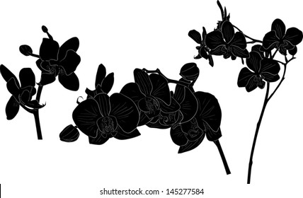 illustration with collection of orchid silhouettes isolated on white background