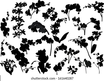 illustration with collection of orchid silhouettes isolated on white background