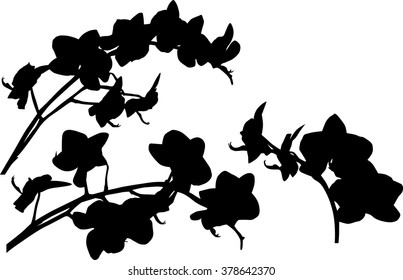 illustration with collection of orchid silhouettes isolated on white background