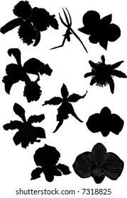 illustration with collection of orchid silhouettes isolated on white background