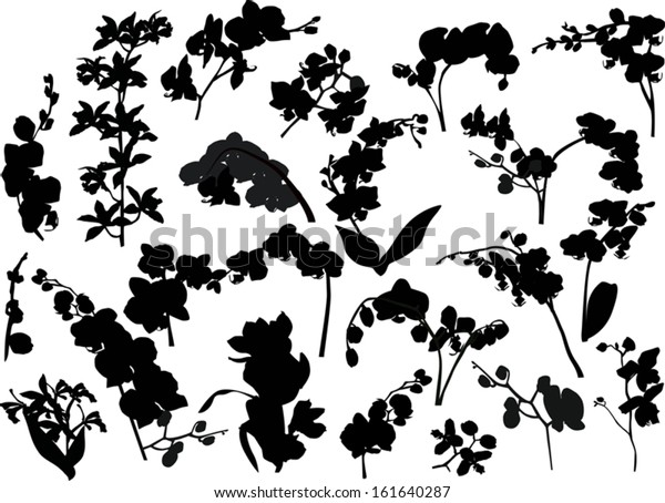 Illustration Collection Orchid Silhouettes Isolated On Stock Vector ...