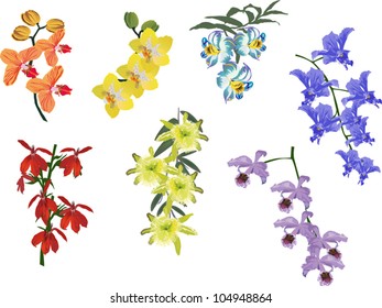 illustration with collection of orchids isolated on white background