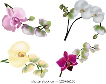 illustration with collection of orchids isolated on white background