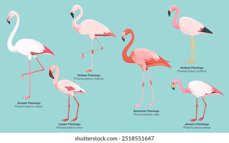 Illustration collection set of all 6 flamingo species: Greater Flamingo (Phoenicopterus roseus), Lesser (minor), Chilean (chilensis), American (ruber), Andean (andinus) and James's or Puna (jamesi)