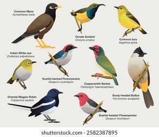 Illustration collection set of common Southeast Asian urban songbirds including : Common Myna, Olive-backed Sunbird, Indian White-eye, Flowerpeckers, Oriental Magpie Robin, and Sooty-headed Bulbul