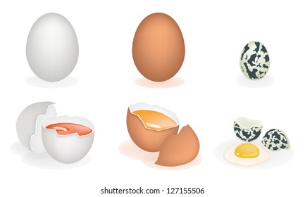 An Illustration Collection of Three Different Fresh and Natural Egg Yolk Isolated White Backgrounds