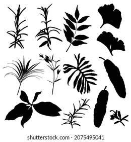 Illustration with collection of tropical extic leaves silhouettes isolated on white background.