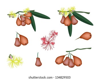 An Illustration Collection of Various Style Fresh Red Water Apple or Rose Apple With Green Leaves and Flower Blossom Hanging on A Branch