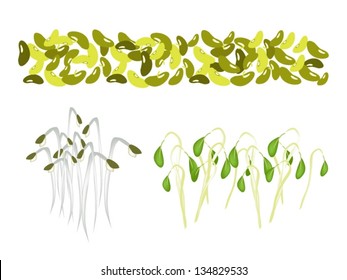 An Illustration Collection of Various Style Fresh Mung Bean and Mung Bean Sprouts With Green Leaves