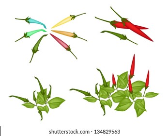 An Illustration Collection of Various Style Fresh Red Hot Chili Pepper and Green Hot Chili Pepper With Green Leaves on Plant