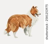 Illustration of a Collie dog with a fluffy coat. The Collie stands with a fluffy tail and ears perked. Collie breed known for its fluffy and friendly nature. Vintage dog illustration isolated, vector.