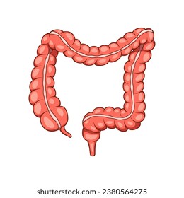 Illustration of colon organ vector. Human large intestine.