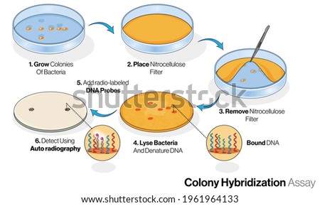 illustration of colony hybridization assay or  Blot analysis technique in microbiology.