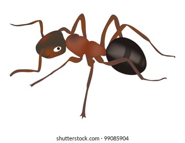 illustration with color ant isolated on white background