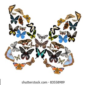 illustration with color butterflies isolated on white background