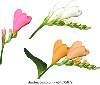 illustration with color flowers isolated on white background