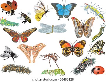 illustration with color insect collection on white