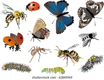 illustration with color insect collection on white