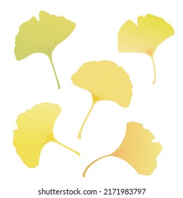 Illustration of colored ginkgo leaf, Vector illustration