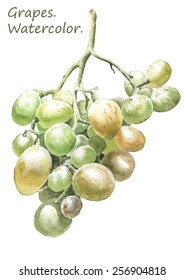 Illustration with colored grapes. Watercolor. Hand drawn.