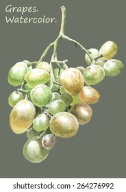 Illustration with colored grapes. Watercolor. Hand drawn.