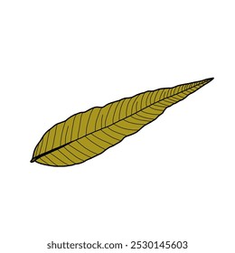 Illustration of colored leaves, isolated on white background. Vector illustration. Leaf design elements. 