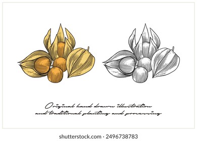 illustration of colored Morel berries using engraving techniques