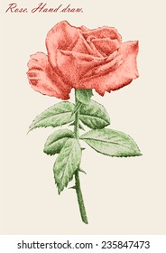 illustration with colored rose on a light  background (hand draw)