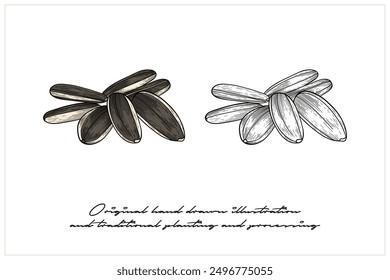 illustration of colored sunflower seeds in engraving style