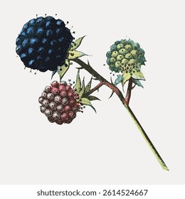 Illustration of a colorful berry branch with three berries in blue, red, and green. Detailed botanical art showcasing vibrant berries and leaves on a light background. Vintage fruit vector.
