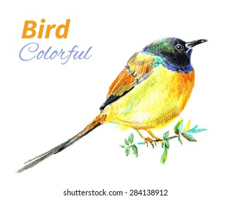 Illustration of a colorful bird