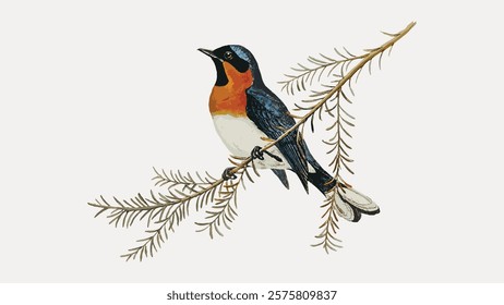 Illustration of a colorful bird perched on a branch. The bird features vibrant orange, blue, and white plumage. Bird on branch, colorful bird, nature illustration. Vintage art vector element.