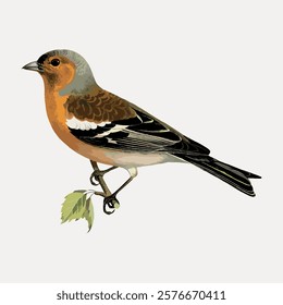 Illustration of a colorful bird perched on a branch. The bird features vibrant plumage with shades of orange and brown. Detailed bird illustration with leaf. Vintage illustration isolated, vector.